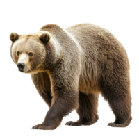 Brown bear walking in a natural habitat setting png