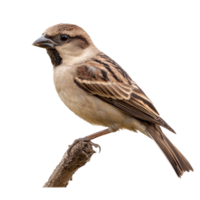 Sparrow perched on a branch in natural light png