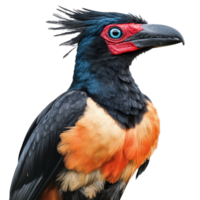 Colorful bird perched with striking features png