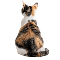 Calico cat sitting quietly, back view observation png