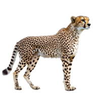 Cheetah standing confidently in a plain setting png