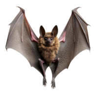 Unique bat with large wings and furry body png