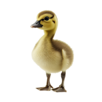 Cute duckling standing on its own in bright light png