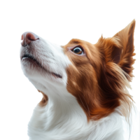 Dog looking up with keen expression and soft fur png