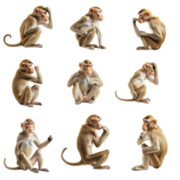 Nine monkeys are shown in different thinking poses png