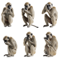 Different poses of a thoughtful monkey in nature png
