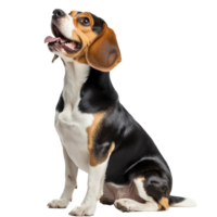 Beagle sitting proudly with joyful expression png