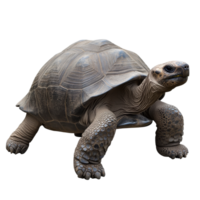 Giant tortoise exploring its natural environment png