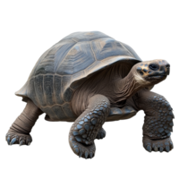 Tortoise on rocks by greenery png