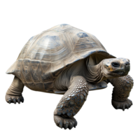 Large tortoise walking on a white background png