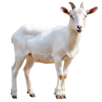 Goat standing calmly in a natural setting png