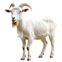 White goat in daytime grass png