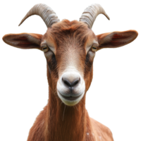 Goat with prominent features posing for camera png