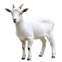 White goat standing on a plain background png