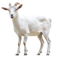 Goat standing in a neutral setting png