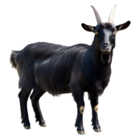 Black goat standing in a field with green grass png