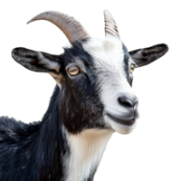 Close up of a striking black and white goat png