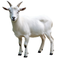 Goat standing in a bright setting with texture png
