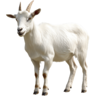 White goat standing on a plain background png
