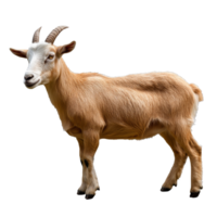 Goat standing calmly on a white background png