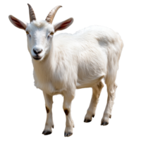 White goat on flat surface displaying traits png
