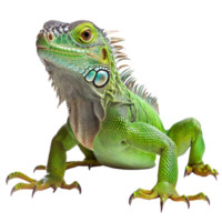 Green iguana poses in vibrant display of colors png