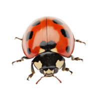 Colorful ladybug resting on a white background png