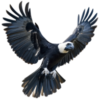 Majestic black and white bird soaring in flight png