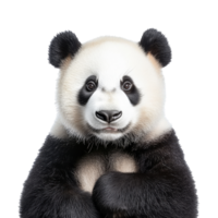 Cute panda bear with gentle expression and fur png