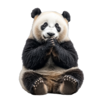 Panda in peaceful pose with paws together png