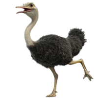 Ostrich walking with open beak in bright setting png
