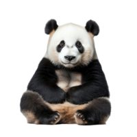 Cute panda sitting calmly in a relaxed pose png