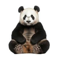 Panda sitting calmly with a friendly expression png