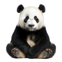 Cute panda presents calm and playful nature png