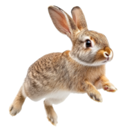 Rabbit jumps energetically in midair during spring png