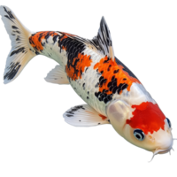 Koi fish swimming in a tranquil pond setting png