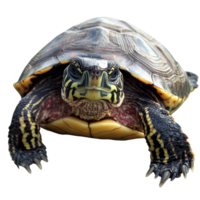 Turtle resting on a surface with detailed shell png