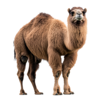 Camel in a sunny desert png