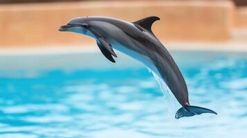 Dolphin Jumping Gracefully Out of the Water with a Splash in a Bright Blue Pool on a Sunny Day photo