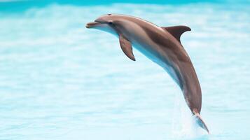 Dolphin Jumping Out of the Water with a Splash Against a Clear Blue Sky Captured in Mid-Air, Highlighting Its Graceful Movement and Natural Elegance in a Serene Oceanic Environment photo