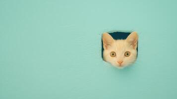 Curious Cat Peeking Through Wall Hole Against Turquoise Background in Minimalistic Style with Playful Expression and Engaging Composition for Modern Design and Pet-Themed Decor Concept photo