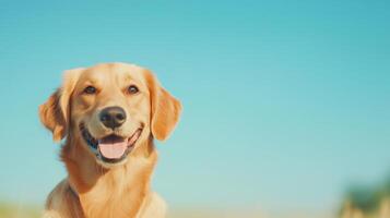 Golden Retriever Enjoying Sunny Day in Grassy Field Under Clear Blue Sky, Happy Dog Smiling and Wagging Tail, Joyful Pet in Nature Landscape, Wide Open Space, Vibrant Colors photo