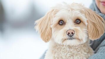 Adorable Service Dog With Curly Fur in Snowy Landscape Providing Comfort and Assistance, Perfect for Winter Themed Projects and Pet Care Concepts, Posing Calmly With Soft Expressions photo