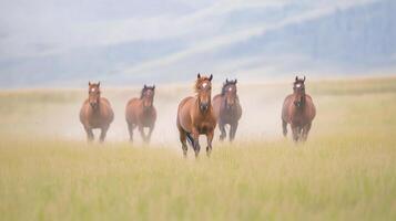 Wild Horses Galloping Freely Across Open Fields With Dusty Trails and Rolling Hills in Background on a Misty Morning photo