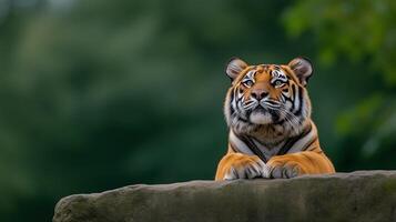 Majestic Bengal Tiger Resting on Rock in Natural Habitat, Safari Wildlife Photography with Siberian Influence, Closeup Portrait with Lush Green Background, Perfect for Nature and Wildlife Themes photo