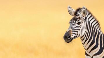 Zebra Standing in Profile Against Golden Plains Showcasing Distinctive Black and White Stripes in Natural Habitat with Soft Warm Background Ideal for Wildlife and Nature Photography photo