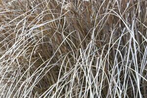 Beautiful natural warm autumn colors at sunset of semi-desert alkali sacaton textured grass clumps on deserted cattle feed pasture in scenic view. Texture photo