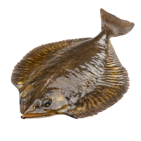 Fish Illustration on Transparent Background png