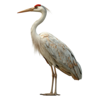 White Bird with Red Head Patch and Grey-Brown Feathers Standing on Visible Legs png