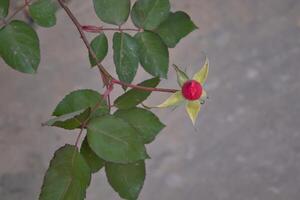 Emerging Wild Red Rose A Bud on a Branch photo
